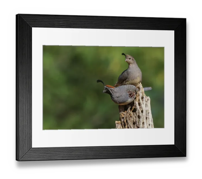 Framed Print : Gambel's quail pair perched atop cactus skeleton, USA, Arizona Framed Print : Gambel's quail pair perched atop cactus skeleton, USA, Arizona