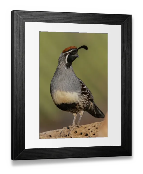 Framed Print : Gambel's quail portrait of a male on cactus skeleton, USA, Arizona Framed Print : Gambel's quail portrait of a male on cactus skeleton, USA, Arizona