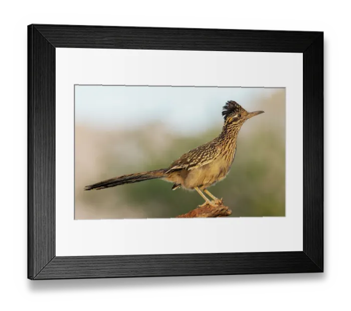 Framed Print : Greater roadrunner