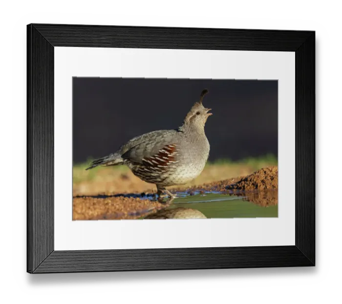 Framed Print : Gambel's quail drinking, USA, Arizona Framed Print : Gambel's quail drinking, USA, Arizona