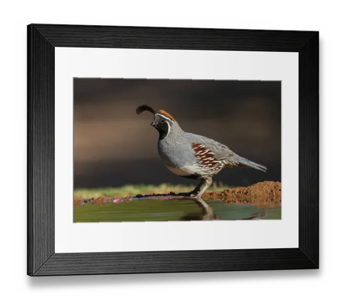 Framed Print : Gambel's quail drinking, USA, Arizona Framed Print : Gambel's quail drinking, USA, Arizona
