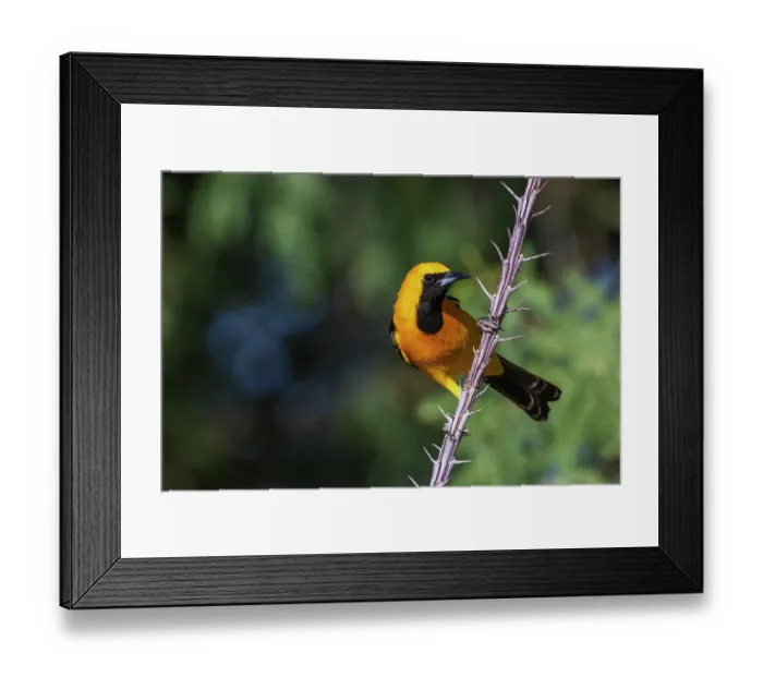 Framed Print : Hooded oriole perched on cactus stem, USA Arizona Framed Print : Hooded oriole perched on cactus stem, USA Arizona