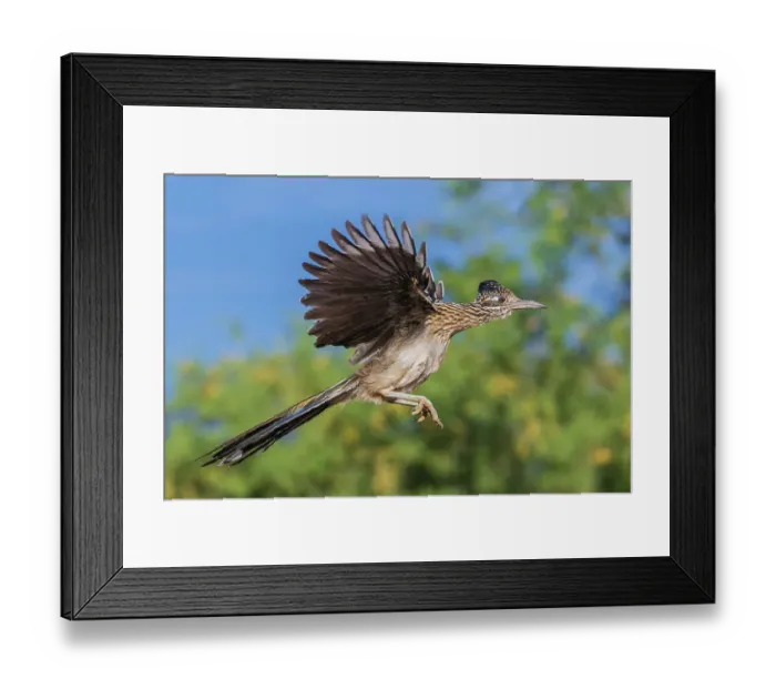 Framed Print : Greater roadrunner short flight, USA, Arizona Framed Print : Greater roadrunner short flight, USA, Arizona