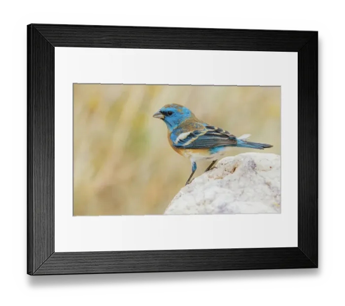 Framed Print : Lazuli bunting male with molting plumage, USA, Arizona Framed Print : Lazuli bunting male with molting plumage, USA, Arizona