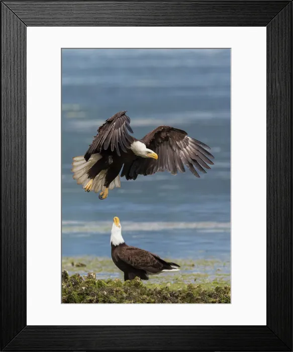 Framed Print : USA, Washington State. Hood Canal, bald eagle flyby Framed Print : USA, Washington State. Hood Canal, bald eagle flyby