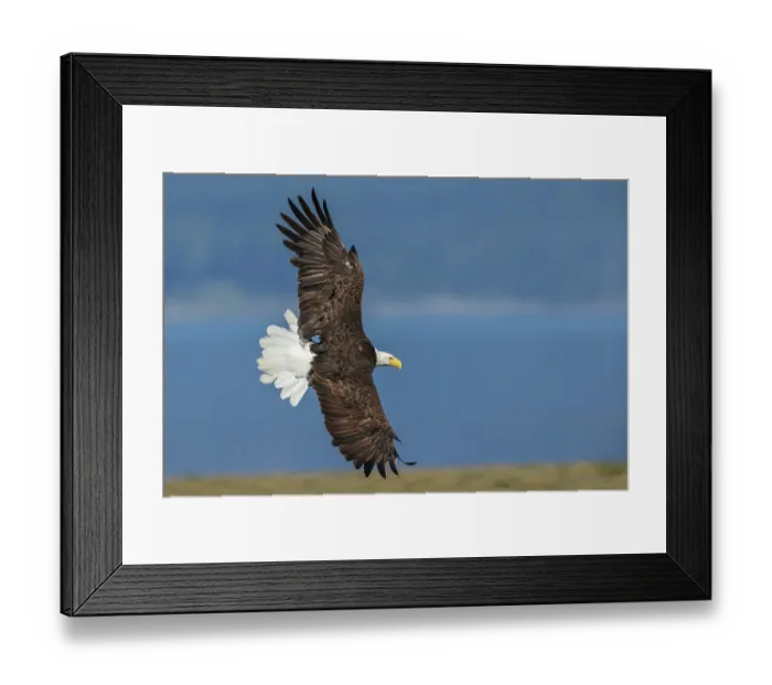 Framed Print : USA, Washington State. Hood Canal, Salish Sea, bald eagle flyby