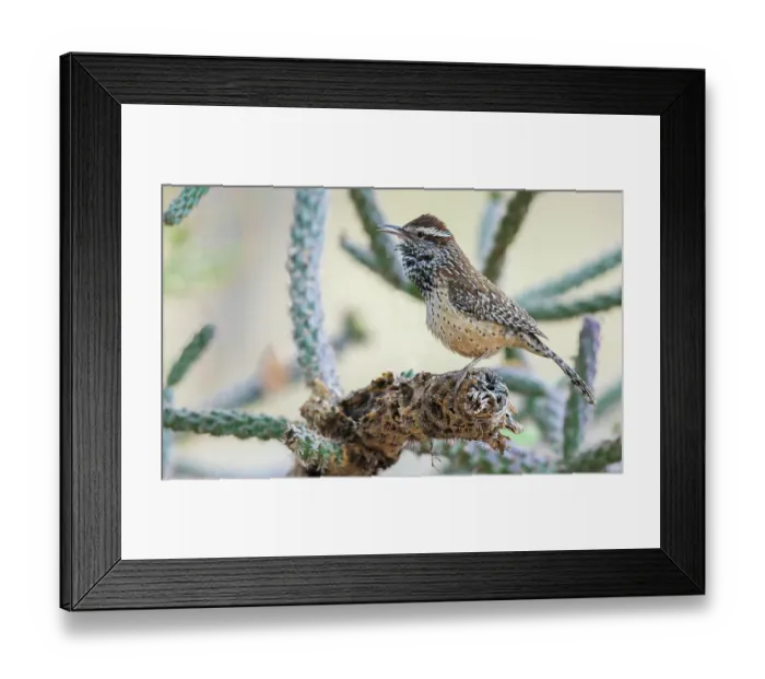 Framed Print : Cactus wren singing, USA, Arizona