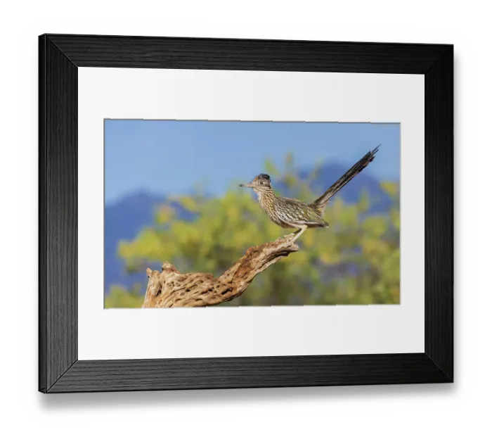 Framed Print : Greater roadrunner, a brief moment on a cactus skeleton, USA, Arizona