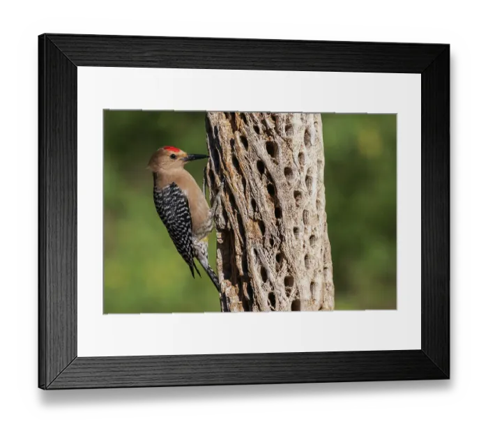 Framed Print : Gila woodpecker foraging on cactus skeleton, USA, Arizona