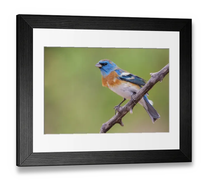 Framed Print : Lazuli bunting male with molting plumage, USA, Arizona Framed Print : Lazuli bunting male with molting plumage, USA, Arizona