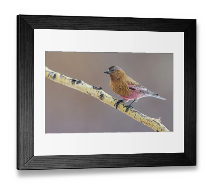 Framed Print : USA, Colorado, brown-capped rosy finch perching on winter aspen branch Framed Print : USA, Colorado, brown-capped rosy finch perching on winter aspen branch