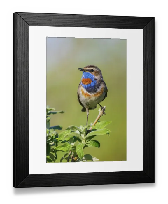 Framed Print : Bluethroat, territory song of the arctic tundra of the Seward Peninsula, USA, Alaska Framed Print : Bluethroat, territory song of the arctic tundra of the Seward Peninsula, USA, Alaska