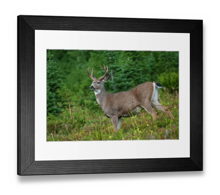 Framed Print : Black-tailed deer buck Framed Print : Black-tailed deer buck