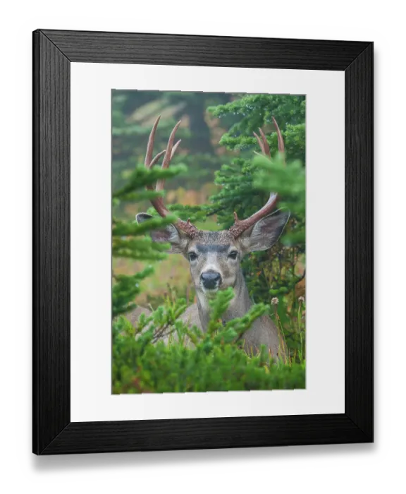 Framed Print : Black-tailed deer buck