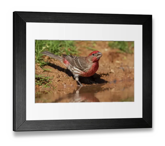 Framed Print : House finch drinking Framed Print : House finch drinking