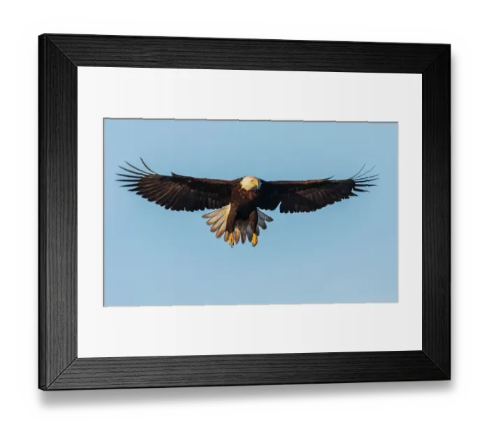 Framed Print : USA, Washington State. Hood Canal, Salish Sea, bald eagle alighting Framed Print : USA, Washington State. Hood Canal, Salish Sea, bald eagle alighting
