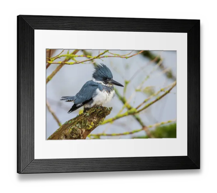 Framed Print : Canada, British Columbia, Boundary Bay, belted kingfisher, winter fishing Framed Print : Canada, British Columbia, Boundary Bay, belted kingfisher, winter fishing