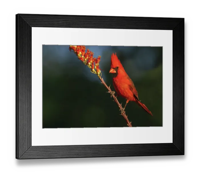 Framed Print : Northern cardinal desert blooms of the southwest, USA, Arizona Framed Print : Northern cardinal desert blooms of the southwest, USA, Arizona