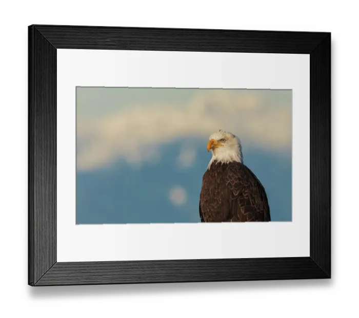 Framed Print : Canada, British Columbia, Boundary Bay, bald eagle, winter portrait Framed Print : Canada, British Columbia, Boundary Bay, bald eagle, winter portrait