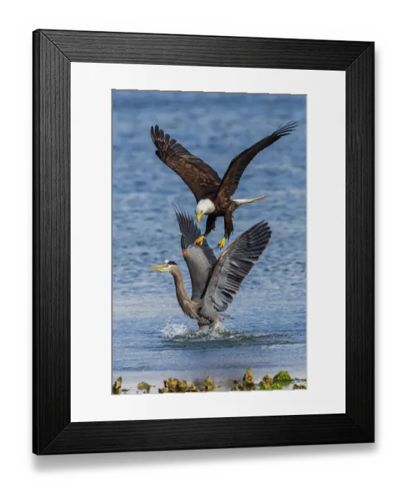 Framed Print : USA, Washington State. Hood Canal, Salish Sea, bald eagle harassing great blue heron Framed Print : USA, Washington State. Hood Canal, Salish Sea, bald eagle harassing great blue heron