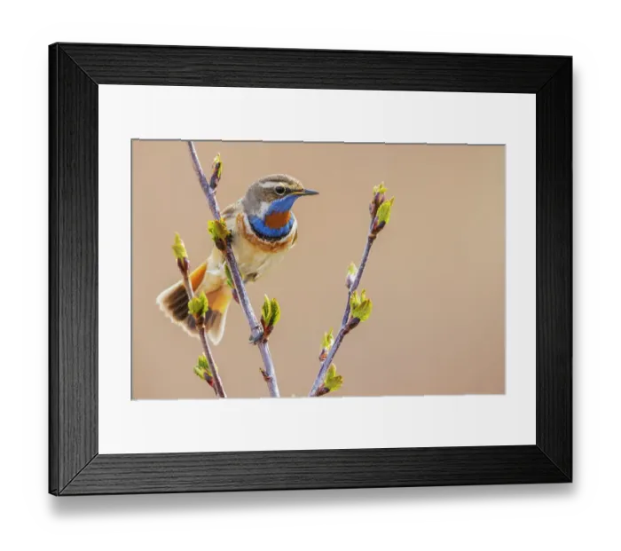 Framed Print : Bluethroat, checking on his territory
