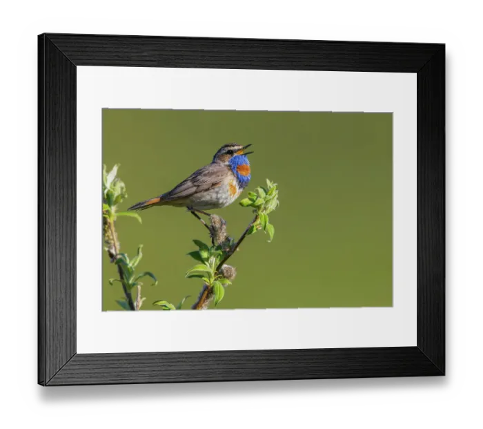 Framed Print : Bluethroat, territory song on the arctic tundra, Seward Peninsula, Alaska, USA Framed Print : Bluethroat, territory song on the arctic tundra, Seward Peninsula, Alaska, USA