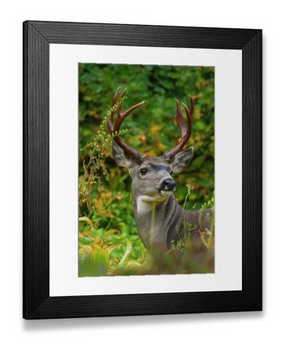 Framed Print : Black-tailed deer buck