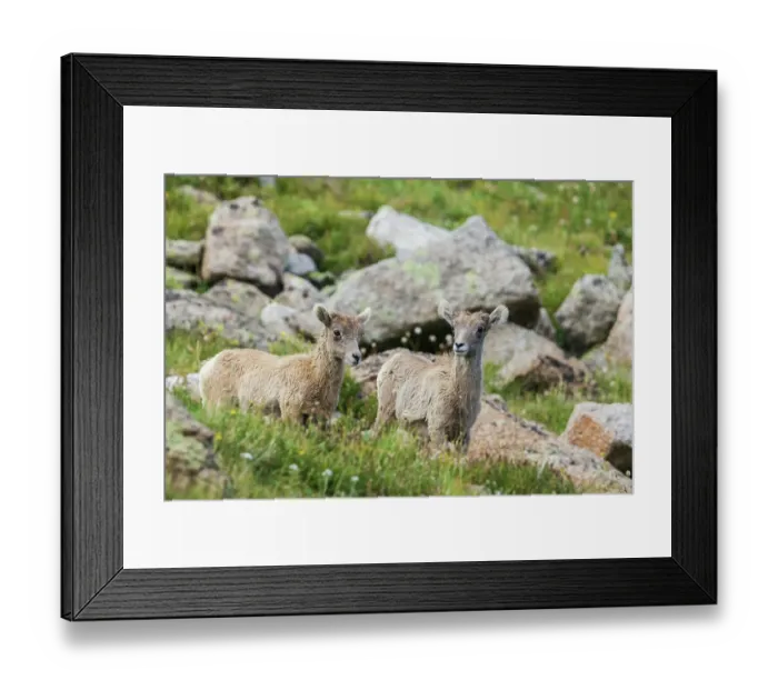 Framed Print : Bighorn sheep, curious lambs overlooking the Colorado alpine country, USA Framed Print : Bighorn sheep, curious lambs overlooking the Colorado alpine country, USA