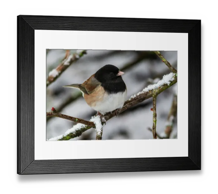 Framed Print : USA, Washington State. Titlow Park, dark-eyed Junco (Oregon Race), winter snow