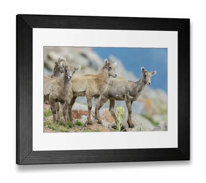 Framed Print : Bighorn sheep lambs, curious youngsters of the alpine country. USA, Colorado Framed Print : Bighorn sheep lambs, curious youngsters of the alpine country. USA, Colorado