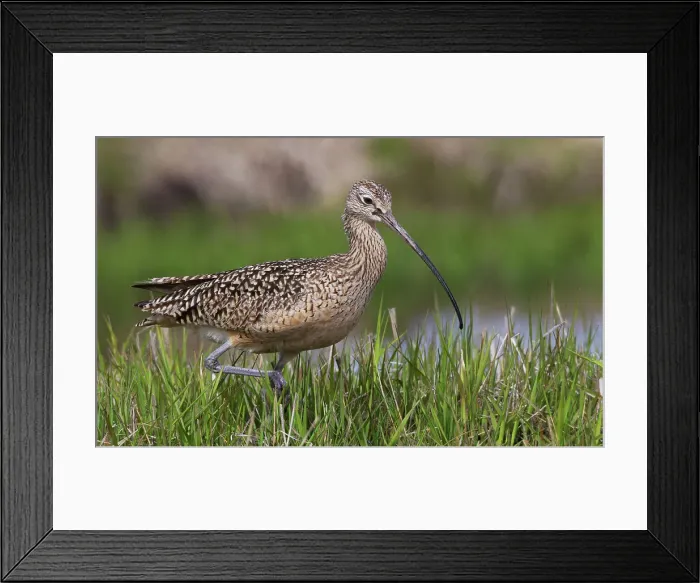 Framed Print : USA, Montana, long-billed curlew foraging Framed Print : USA, Montana, long-billed curlew foraging