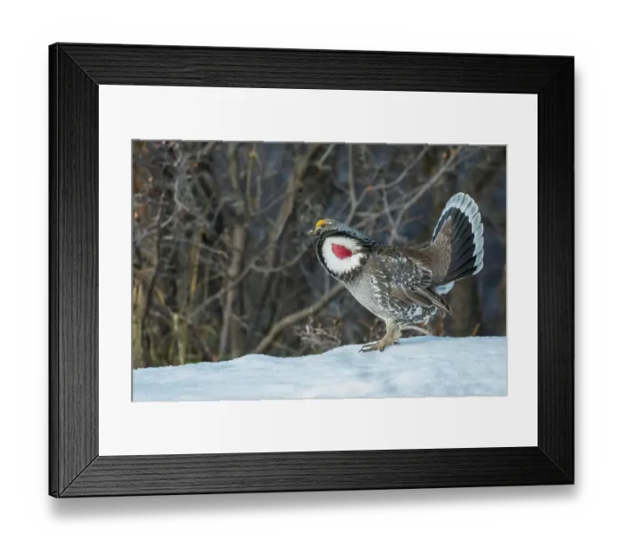 Framed Print : Dusky grouse, courtship display Framed Print : Dusky grouse, courtship display