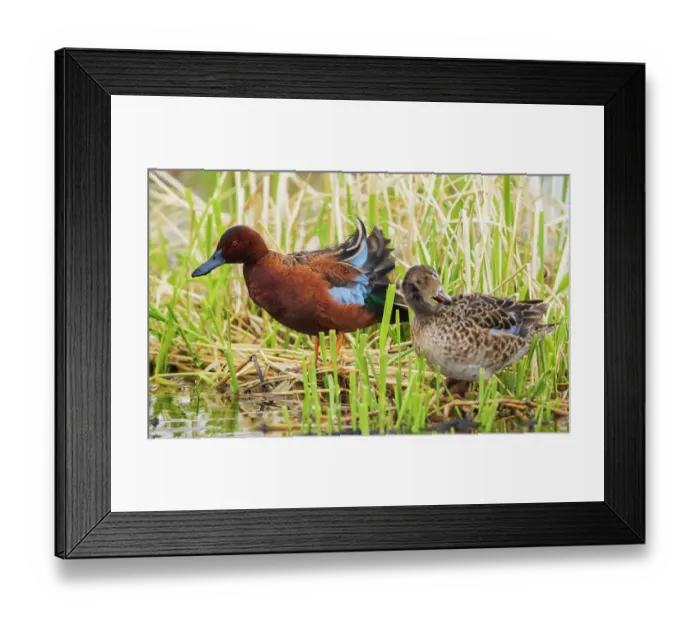 Framed Print : Cinnamon teal pair preening Framed Print : Cinnamon teal pair preening
