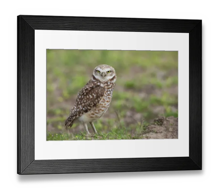Framed Print : USA, Southeast Oregon, Malheur National Wildlife Refuge, burrowing owl near nesting burrow Framed Print : USA, Southeast Oregon, Malheur National Wildlife Refuge, burrowing owl near nesting burrow