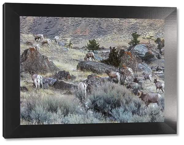 USA, Yellowstone National Park, Montana, bighorn sheep, wintering herd