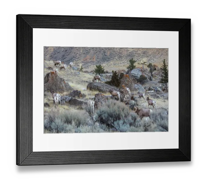 Framed Print : USA, Yellowstone National Park, Montana, bighorn sheep, wintering herd Framed Print : USA, Yellowstone National Park, Montana, bighorn sheep, wintering herd