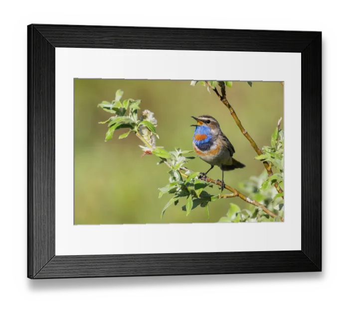 Framed Print : Bluethroat singing, his territory song on the arctic tundra. USA, Alaska, Seward Peninsula Framed Print : Bluethroat singing, his territory song on the arctic tundra. USA, Alaska, Seward Peninsula