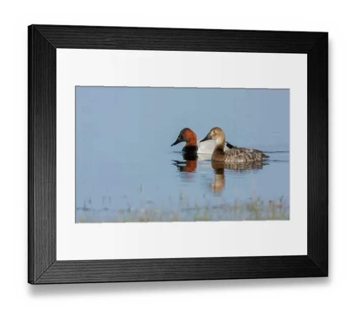 Framed Print : USA, Oregon, Malheur National Wildlife Refuge, canvasback duck pair Framed Print : USA, Oregon, Malheur National Wildlife Refuge, canvasback duck pair