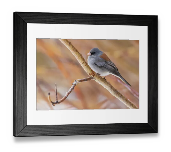 Framed Print : USA, Colorado, North Park, dark-eyed Junco (Gray-headed) Framed Print : USA, Colorado, North Park, dark-eyed Junco (Gray-headed)