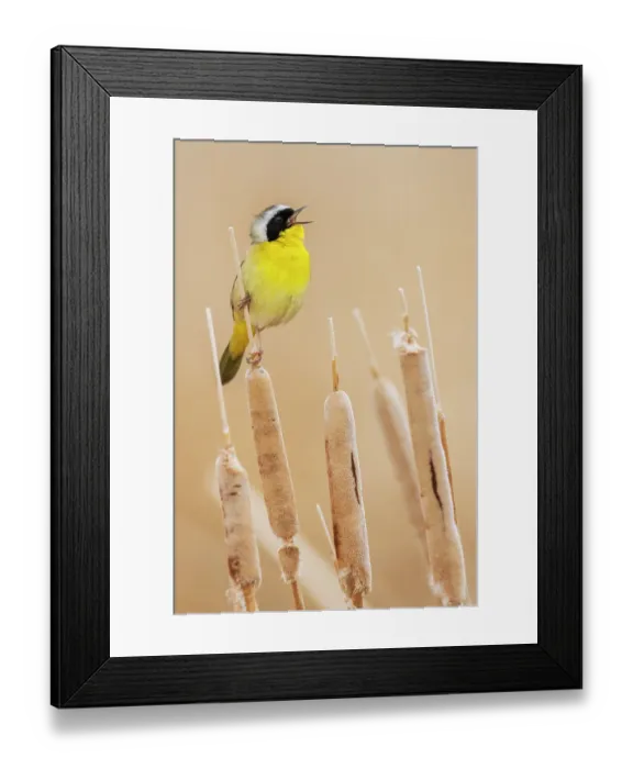 Framed Print : Common yellowthroat Framed Print : Common yellowthroat