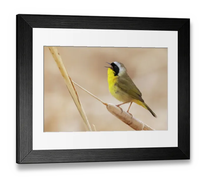 Framed Print : Common yellowthroat Framed Print : Common yellowthroat