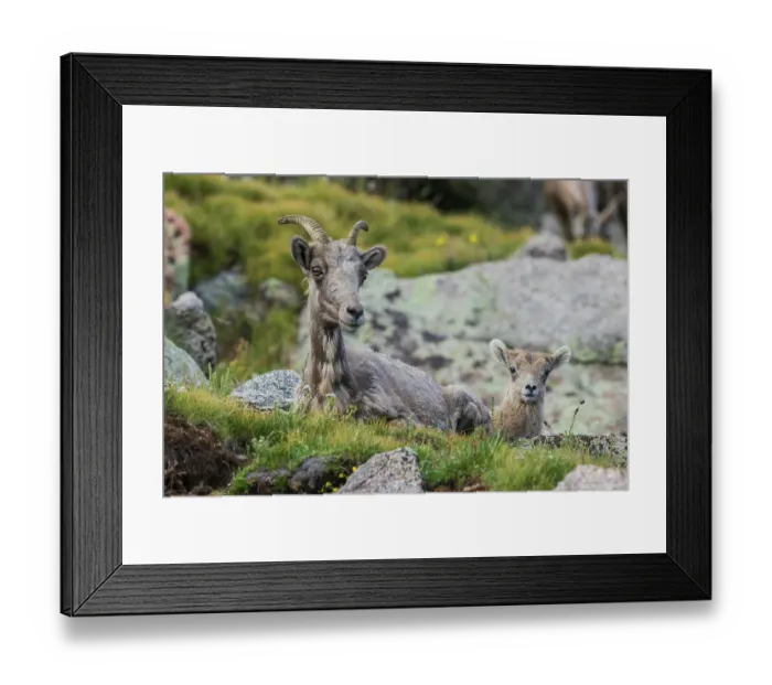 Framed Print : Bighorn sheep, ewe and lamb resting
