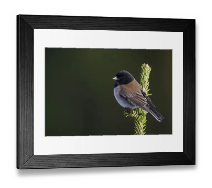 Framed Print : USA, Washington State. Olympic National Park, dark-eyed Junco (Oregon Race) Framed Print : USA, Washington State. Olympic National Park, dark-eyed Junco (Oregon Race)