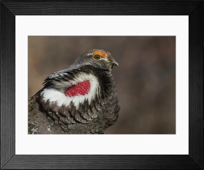 Framed Print : Dusky grouse close-up portrait, courtship calling, trying to impress a nearby female grouse. USA, Colorado Framed Print : Dusky grouse close-up portrait, courtship calling, trying to impress a nearby female grouse. USA, Colorado