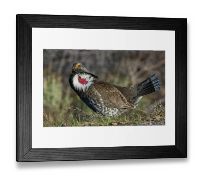 Framed Print : Dusky grouse courtship display, trying to impress a nearby female grouse. USA, Colorado Framed Print : Dusky grouse courtship display, trying to impress a nearby female grouse. USA, Colorado