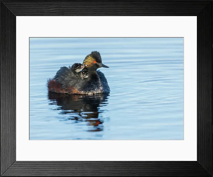 Framed Print : USA, Colorado, North Park, eared grebe with chicks Framed Print : USA, Colorado, North Park, eared grebe with chicks