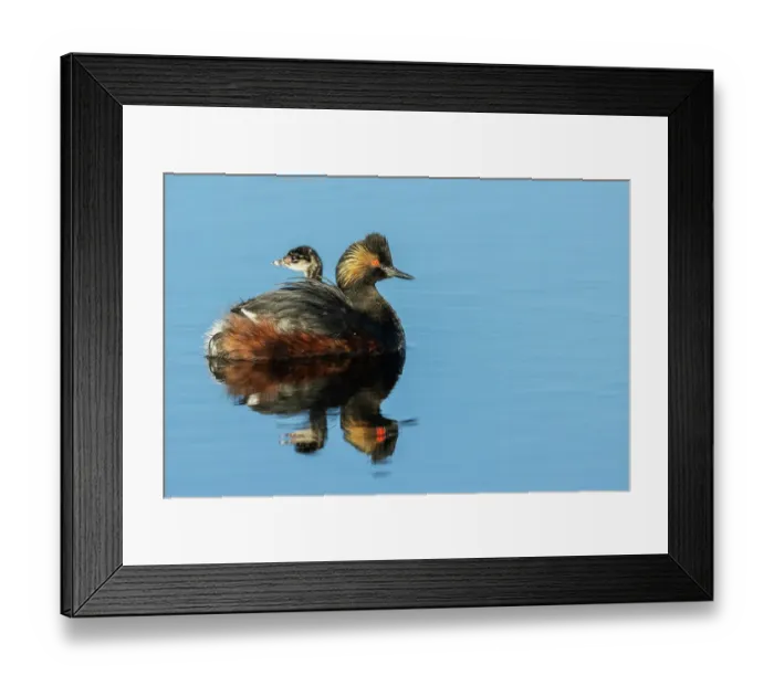Framed Print : Eared grebe parent giving chicks a ride. USA, Colorado Framed Print : Eared grebe parent giving chicks a ride. USA, Colorado