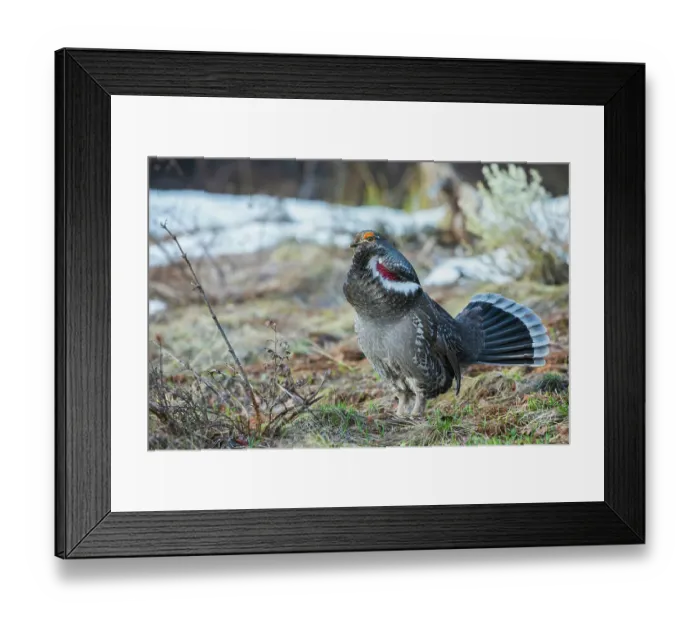 Framed Print : Dusky grouse, courtship display Framed Print : Dusky grouse, courtship display