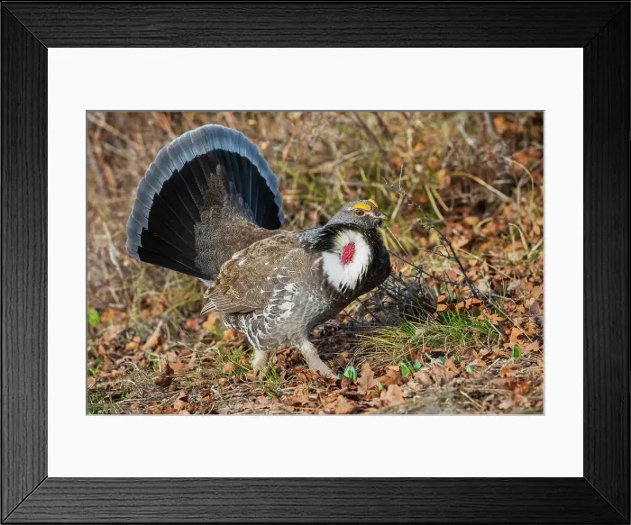 Framed Print : Dusky grouse, courtship display Framed Print : Dusky grouse, courtship display