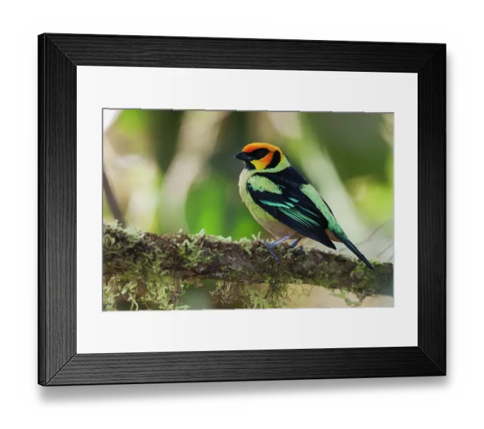 Framed Print : South America, Ecuador. Cloud Forest, flame-faced tanager Framed Print : South America, Ecuador. Cloud Forest, flame-faced tanager